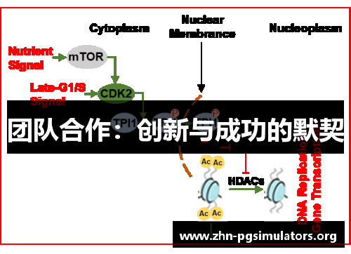 团队合作:创新与成功的默契 团队合作:创新与成功的默契